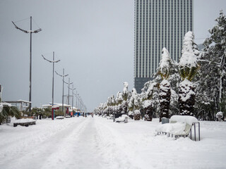 Palm trees in snow. Southern resort in snow. Unexpected cold. Snow among palm trees.