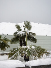 Snow-covered palm trees of the Black Sea coast. Palm leaves in the snow.