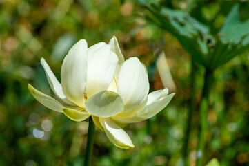 Fototapeta premium White Water Lily