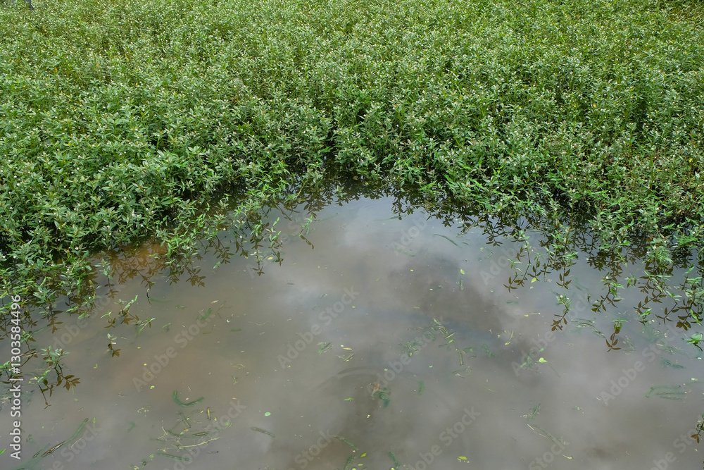 Poster pond overgrown with water grass.copy space for text.for graphic design,3d rendering or banner backgr