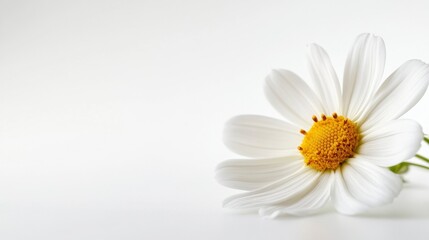 Obraz premium Bright White Daisy Flower Head with Yellow Center on Seamless White Background