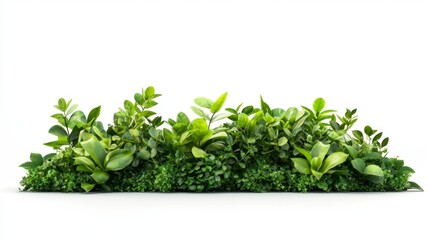 Obraz premium Lush Greenery Wall with Assorted Plants and Foliage - Isolated on White Background