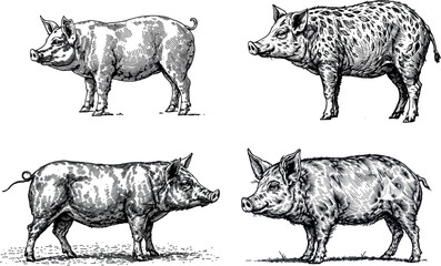 Vintage illustration of pigs, rustic farm animal engraving