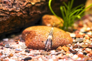Thick lipped loach, Protomyzon pachychilus, Yaoshania pachychilus river asia suckermouth fisch. Panda loach goby, Pandaschmerle bottom feeder and algae eater, ornamental fish photography view