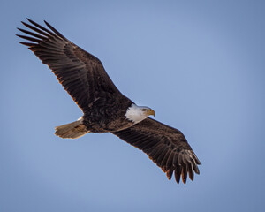 American bald eagle in flight 