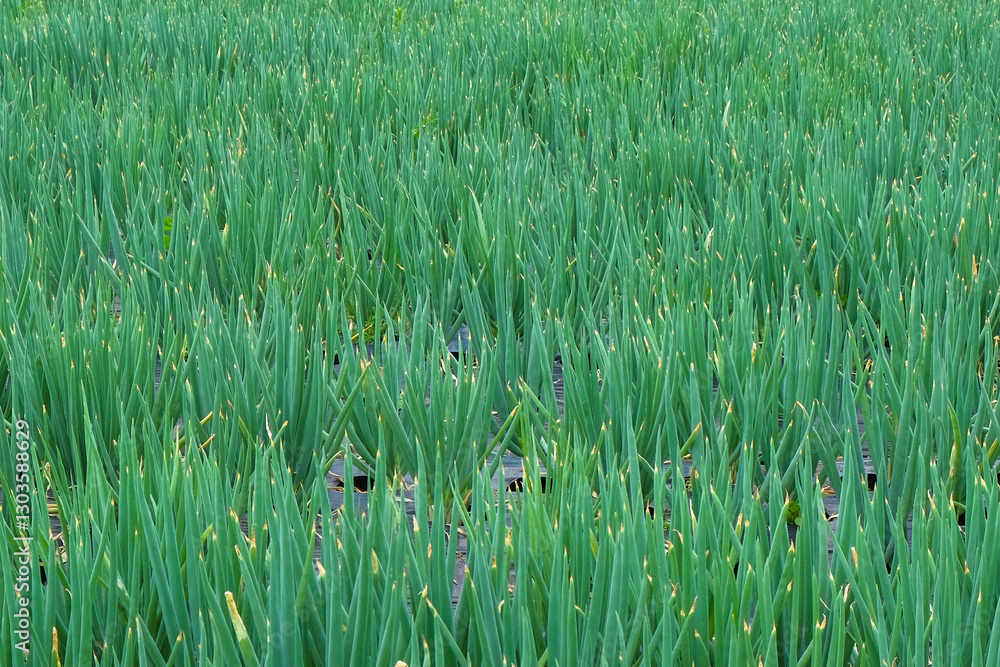 Poster green texture background of leeks in the field.copy space for text.agriculture industry concept.for 