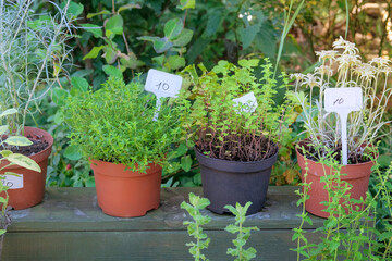 Seedlings in pots in local market. Thymus, Origanum and Leontopodium is sale in local store....