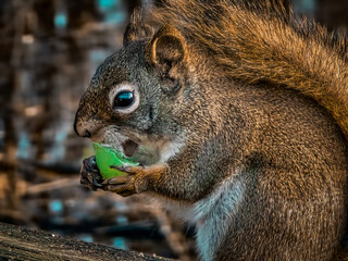 squirrel in the forest