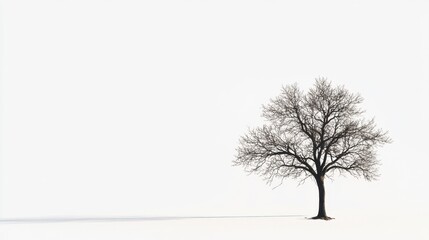 Obraz premium Solitary tree in winter against a stark white background creating minimalist starkness.