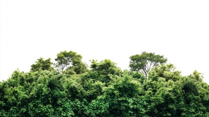 Obraz premium Lush green foliage and treetops against a stark white background, creating a natural, vibrant, and serene landscape element