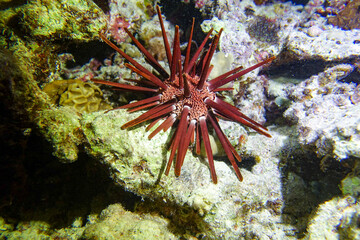 red sea anemone