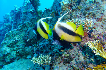 coral reef in the sea with fish