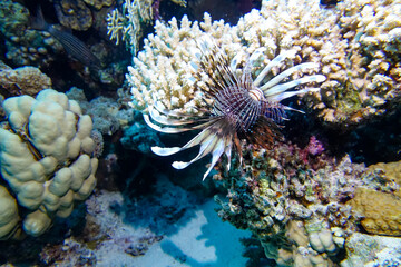 coral reef in the sea