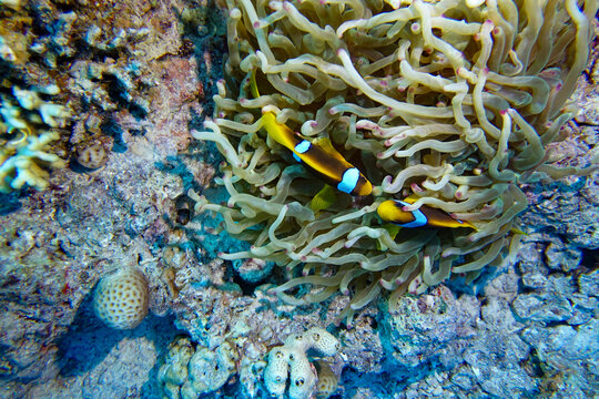 coral reef in the sea, claun fish
