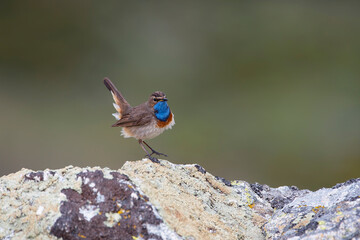 Bluethroat male perched on a rock with green background.