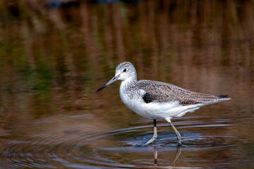 Common Greenshank feeding in the water.