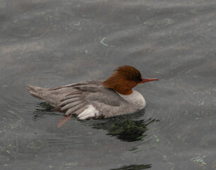 great crested grebe