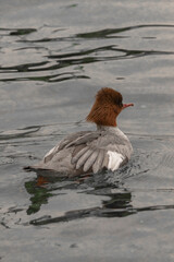 duck on the water