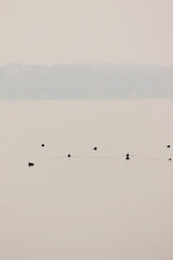 flock of birds on the lake