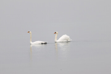 Two elegant swans glide peacefully across the calm water, surrounded by a soft, misty atmosphere.