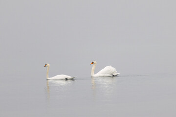 Two elegant swans glide peacefully across the calm water, surrounded by a soft, misty atmosphere.