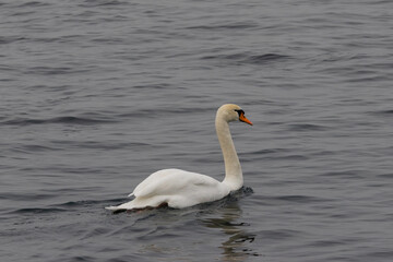 Swan in Serenity: A Minimalist Reflection