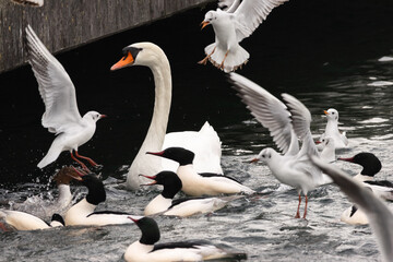 Obraz premium Feathered Frenzy: A Wild Dance on the Water