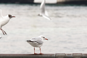 Feathered Frenzy: A Wild Dance on the Water