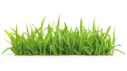 Obraz premium Lush Green Wheatgrass Patch Isolated on White Backdrop for Natural Food or Gardening Concepts