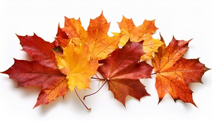 Fototapeta premium autumn falling maple leaves isolated on white background