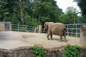 An elephant in an open enclosure at the zoo.