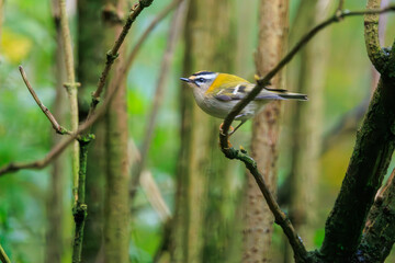Birdwatching in Veluwe National Park reveals a Common firecrest perched among branches during a tranquil morning