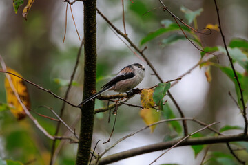 Birdwatching in Veluwe, Long-tailed tit, showcases diverse avian species amidst autumn foliage
