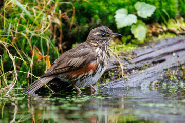 Redwing in Veluwe National Park, birdwatching with a focus on unique bird species in their natural habitat