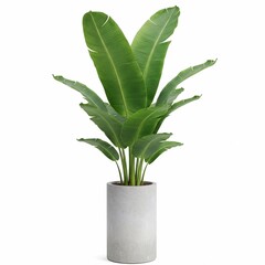 Decorative banana plant in concrete vase isolated on white background.

