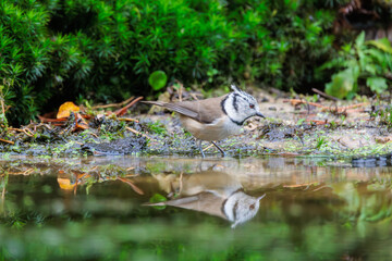 Birdwatching in the Veluwe region showcases a Credted tit reflecting in tranquil water during a serene moment in nature