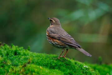 Birdwatching in Veluwe, Netherlands showcases a beautiful redwing perched on mossy ground