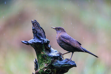 Birdwatching adventure in Veluwe, Netherlands during a rainy day showcasing a beautiful blacbird perched on a natural stump