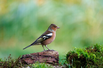 Birdwatching in Veluwe, Netherlands reveals a beautiful chaffinch perched on a moss-covered log amidst a vibrant green background