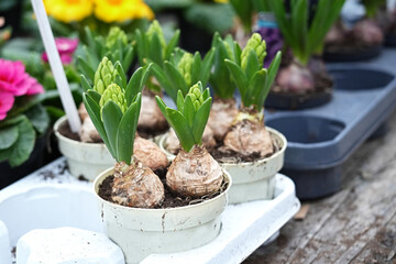 Spring hyacinths begin flowering in pots close-up.