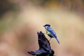 Birdwatchers observe great tit perched on driftwood in Veluwe, Netherlands during a peaceful morning outing