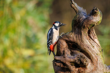 Gresat Spotted Woodpecker perched on distressed tree trunk in Veluwe National Park during a bright sunny day, highlighting vibrant birdwatching opportunities in the Netherlands