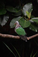 tropikalny ptak © Anna