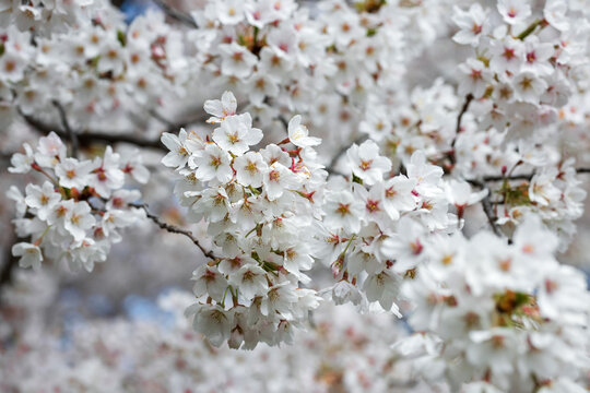 Cherry blossoms in full bloom in spring. Toronto, Canada. - Powered by Adobe