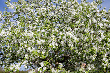 Apple tree blossom in spring. White flowers of apple tree.