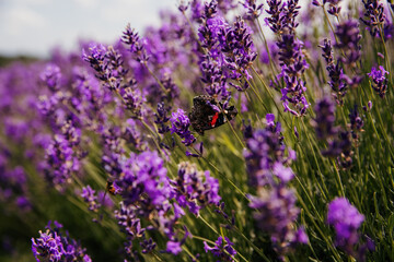 Obraz premium Butterfly on lavender flowers in a lavender field. Ontario, Canada. 