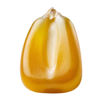 Single corn kernel isolated on transparent background showing detail and texture