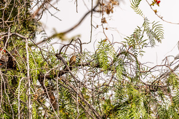 Phylloscopus canariensis pertenece a la familia Phylloscopidae.