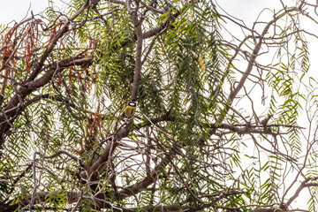 Cyanistes caeruleus pertenece a la familia Paridae.