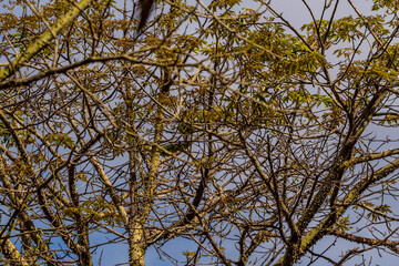 Psittacula krameri pertenece a la familia Psittaculidae.